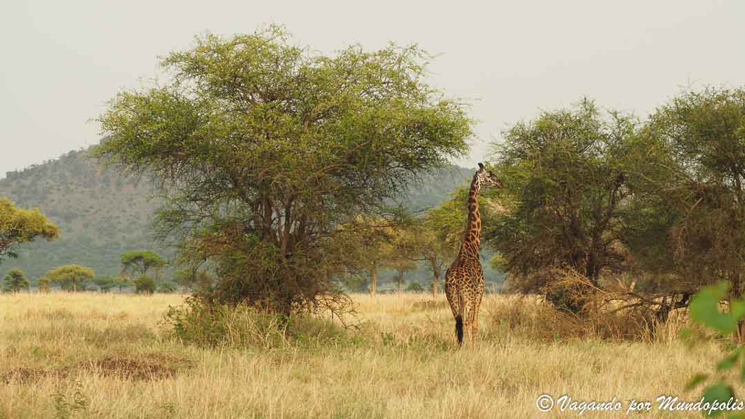 serengueti-africa