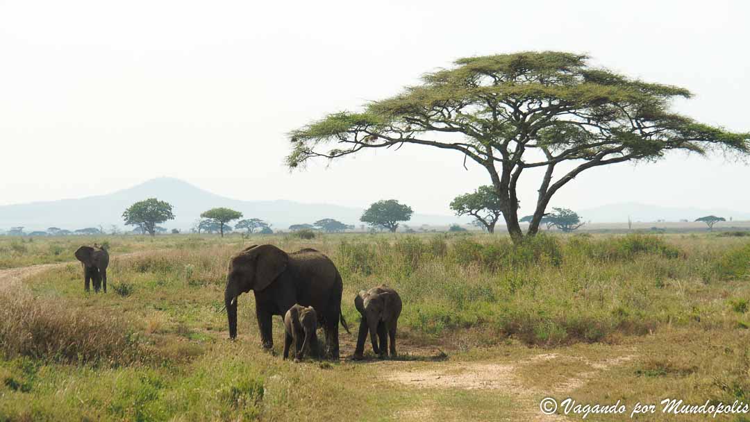 serengueti-safari