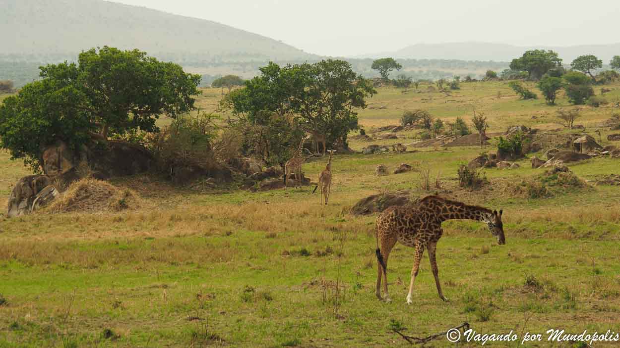 serengueti-safari