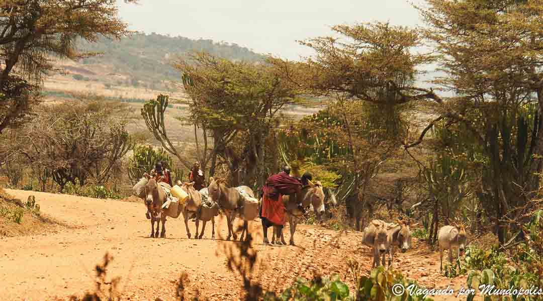 serengueti-safari