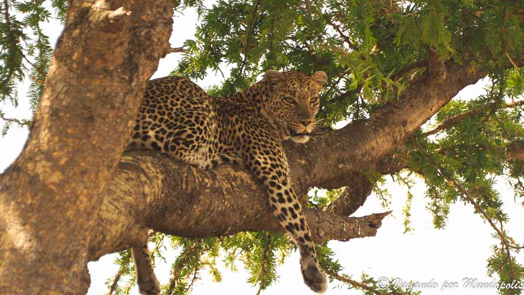 serengueti-safari