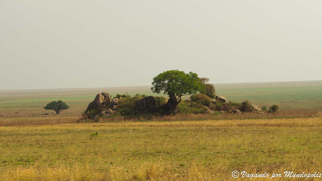 serengueti-safari