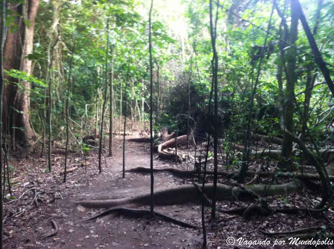 parque-nacional-kakum