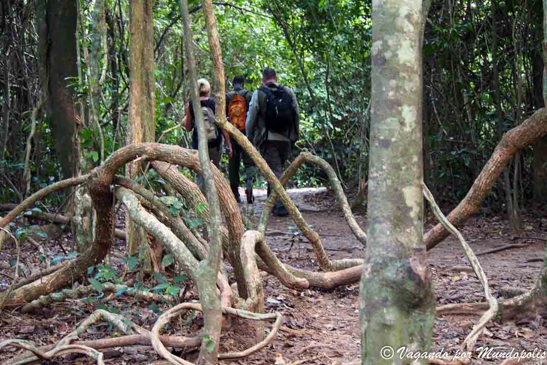 parque-nacional-kakum