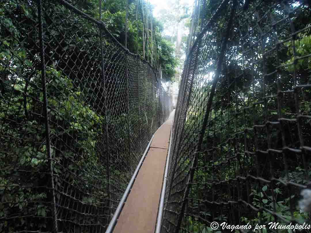 parque-nacional-kakum