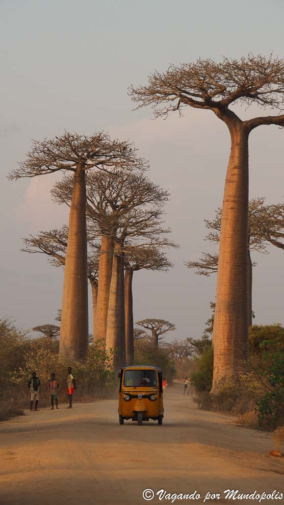 av-baobabs