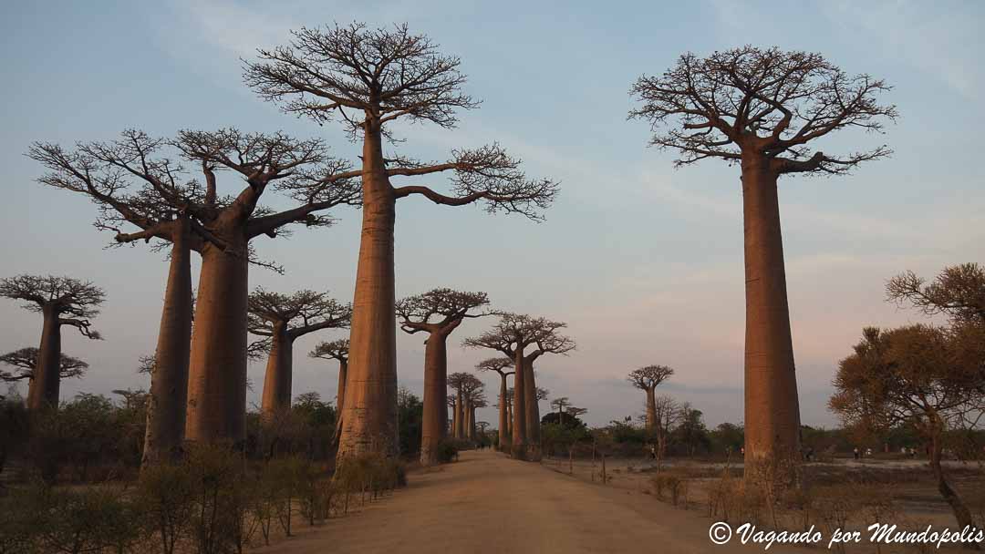 avenida-baobabs-madagascar
