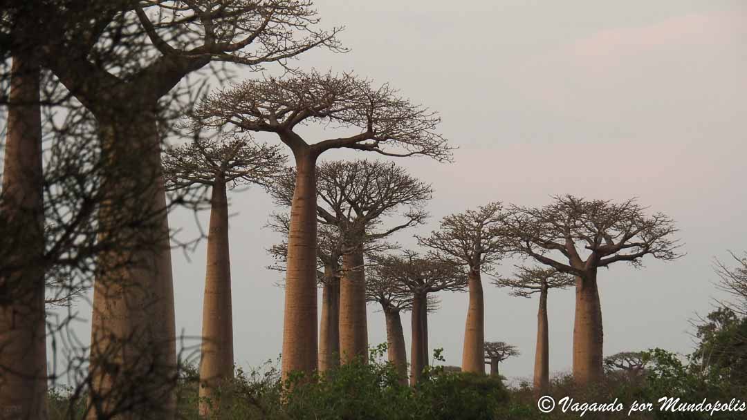 av-baobabs