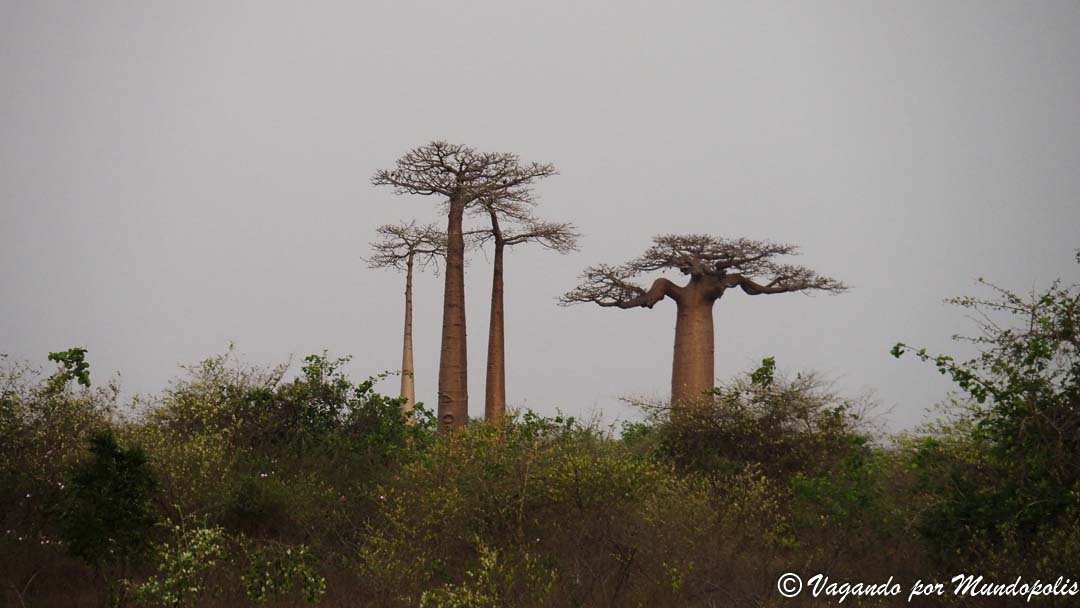 av-baobabs-madagascar