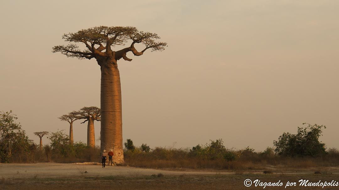 av-baobabs