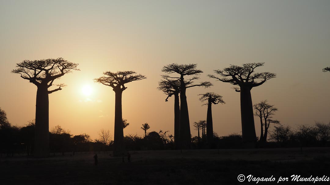 av-baobabs-madagascar
