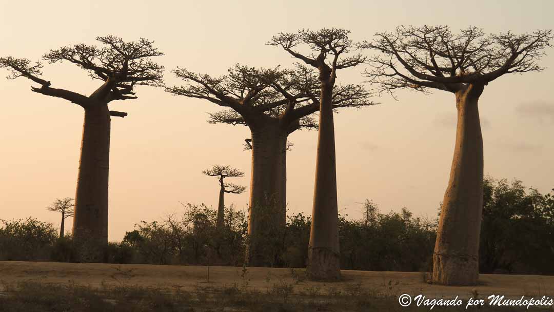 av-baobabs