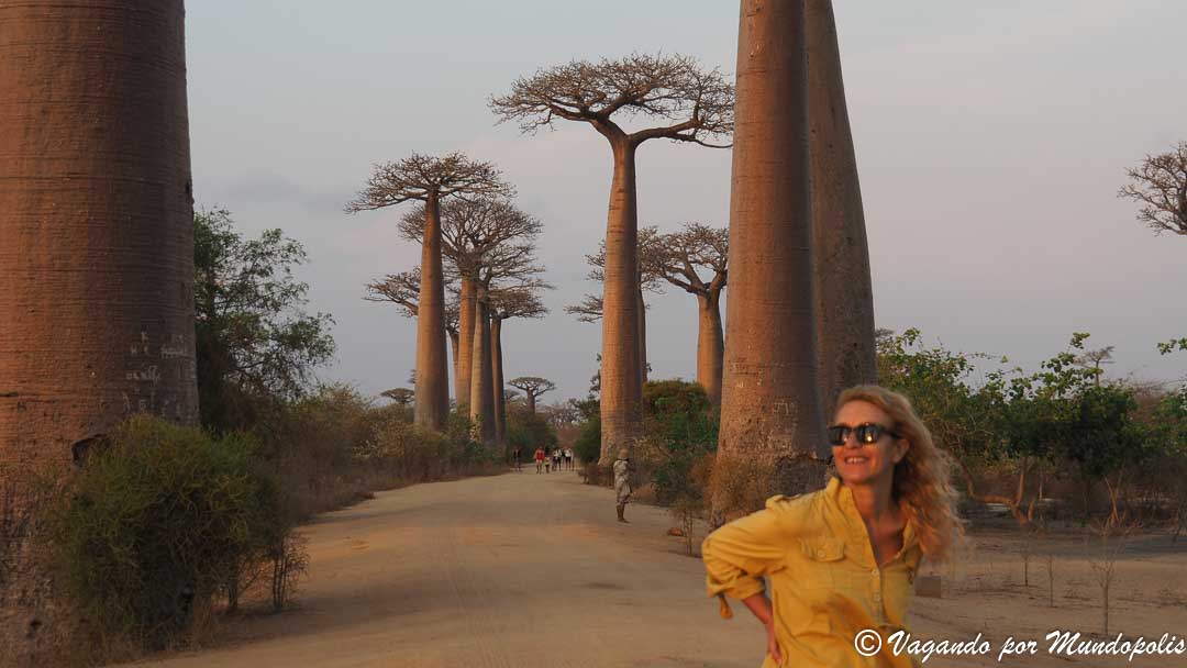av-baobabs-madagascar