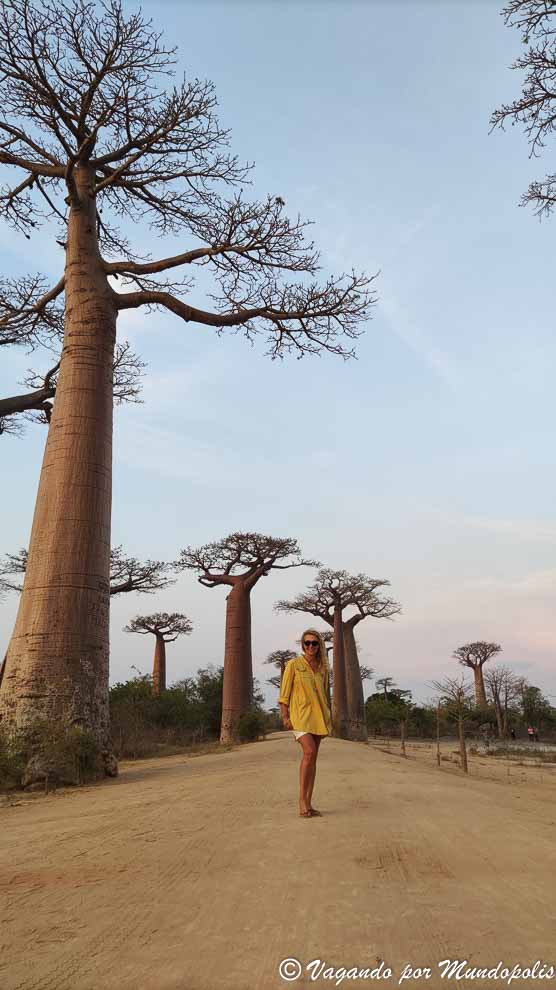 avenida-baobabs-madagascar