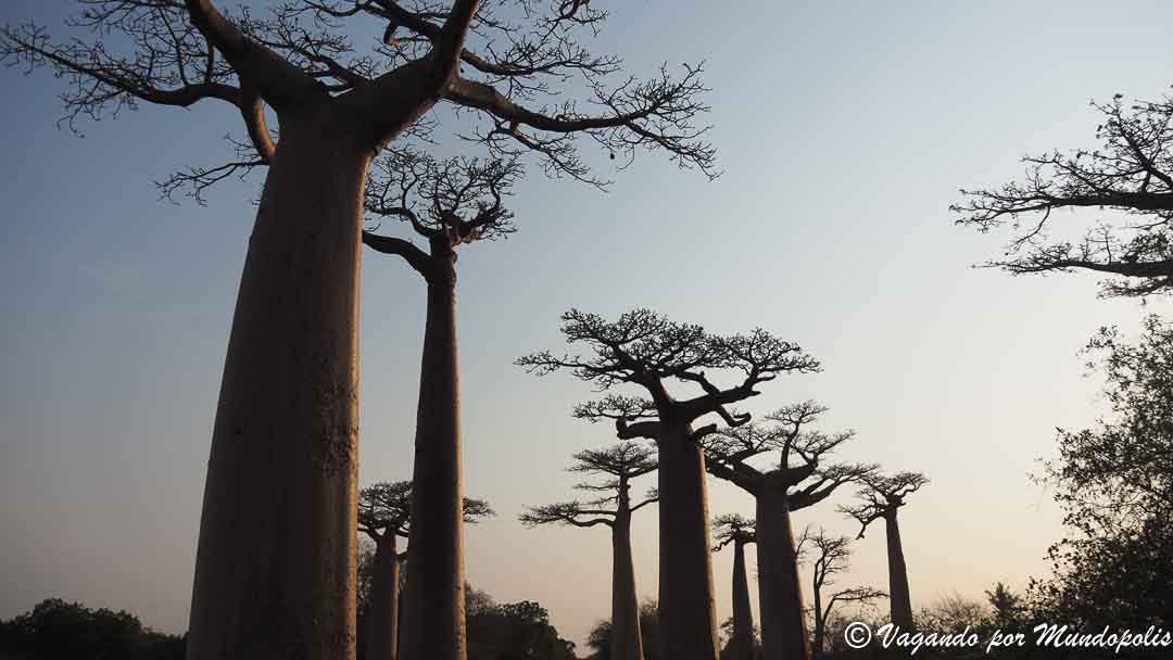 avenida-baobabs-madagascar
