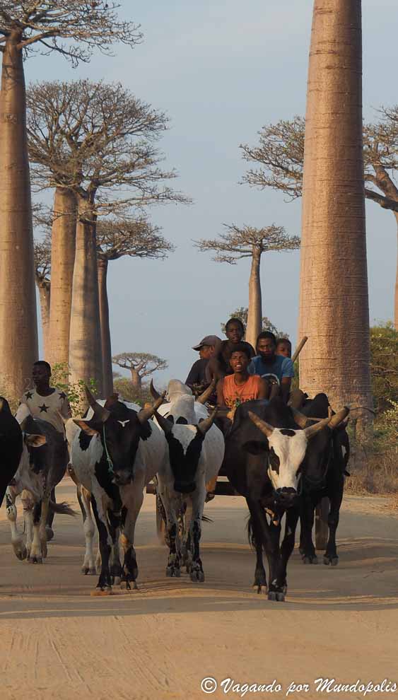 avenida-baobabs-madagascar