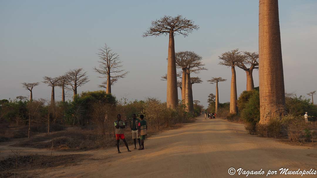 avenida-baobabs-madagascar