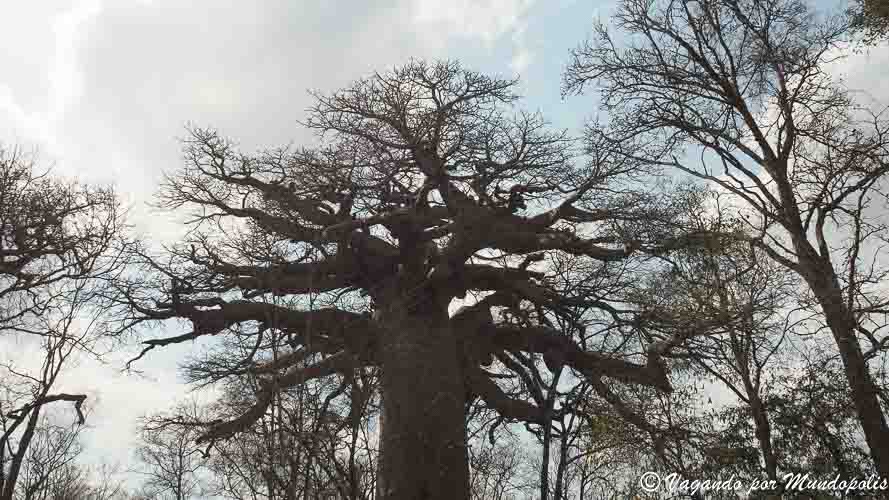 baobab-sagrado-madagascar