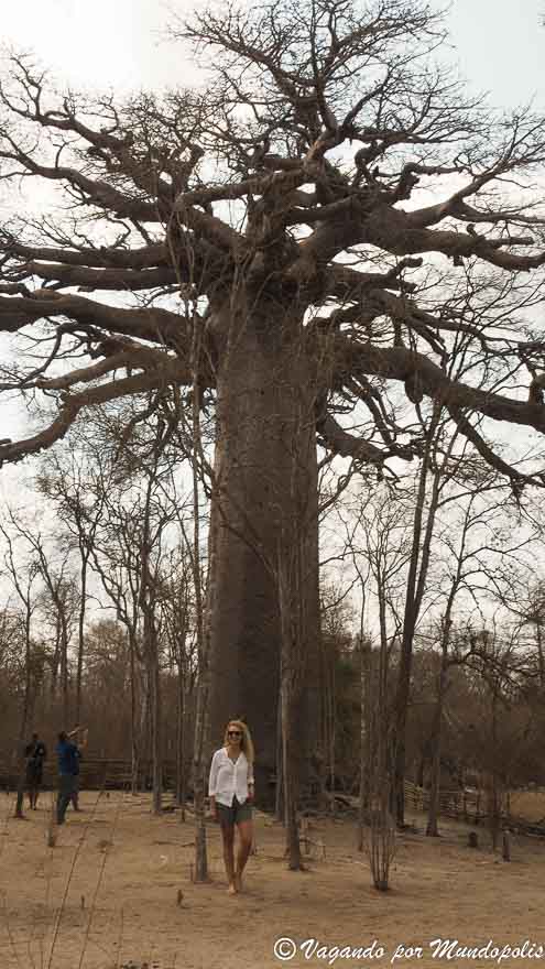 baobab-sagrado-madagascar