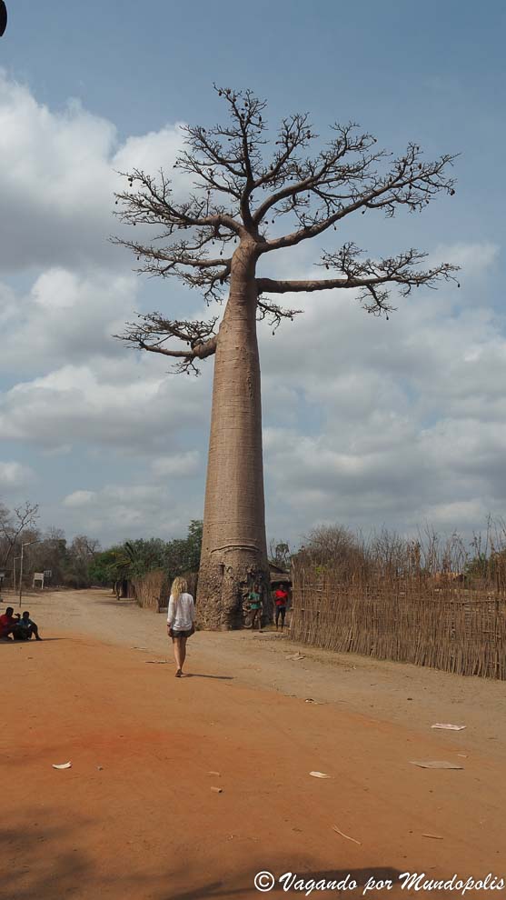 baobabs-madagascar