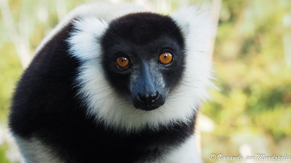 lemur-rufo-blanco-madagascar