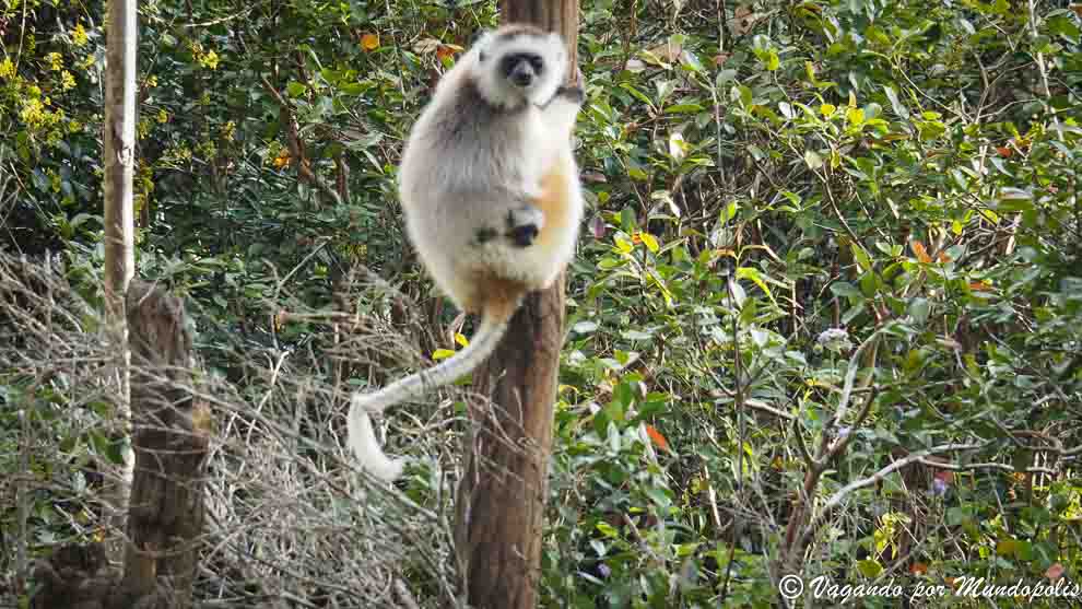lemur-sifaca-madagascar