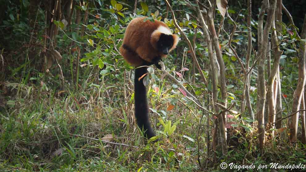lemur-rojo-madagascar