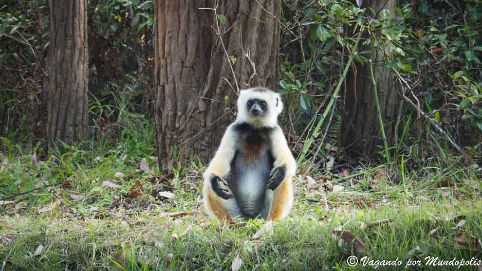 isla-de-los-lemures-madagascar