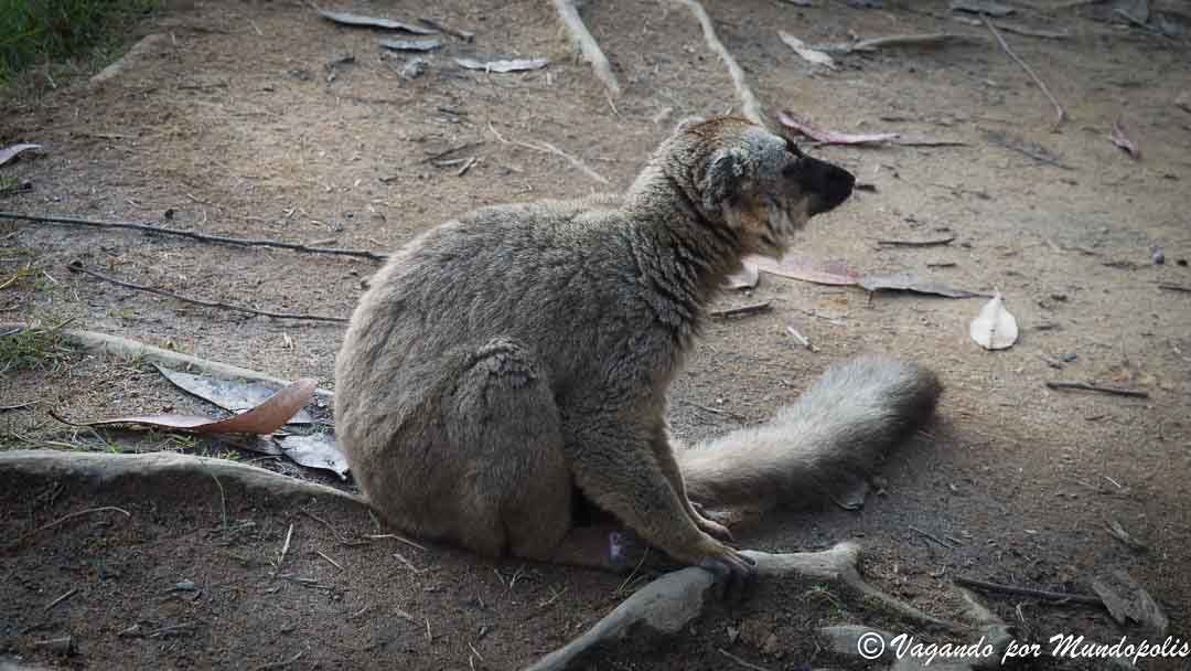 isla-de-los-lemures-madagascar