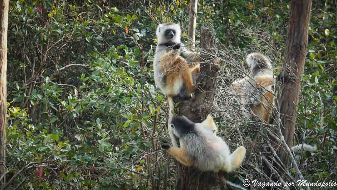 isla-lemures-madagascar
