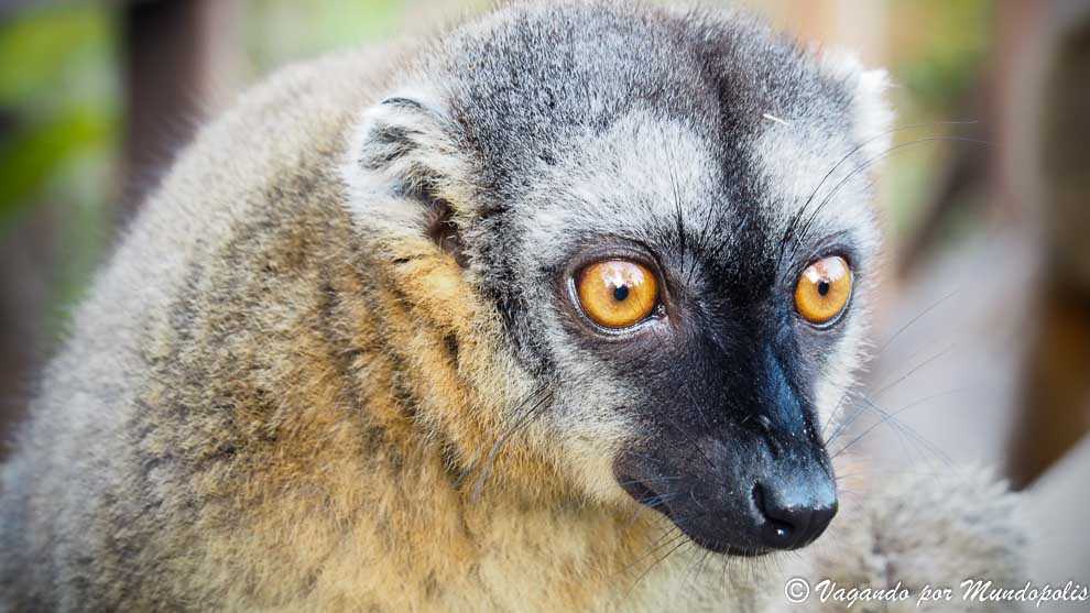 isla-de-los-lemures-madagascar