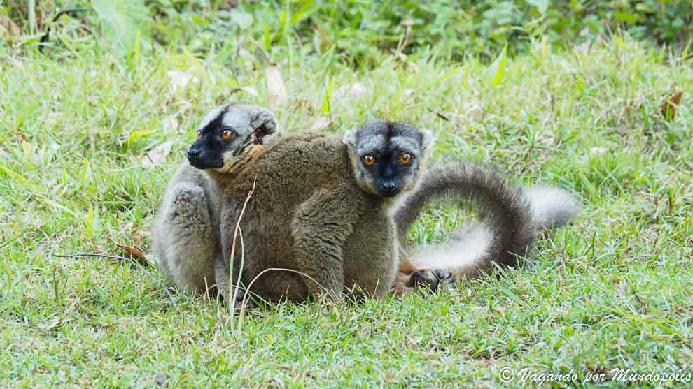 isla-de-los-lemures-madagascar