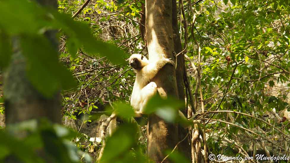 tsingys-madagascar