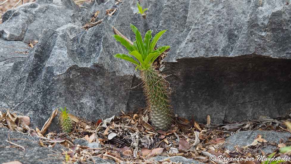 tsingys-madagascar