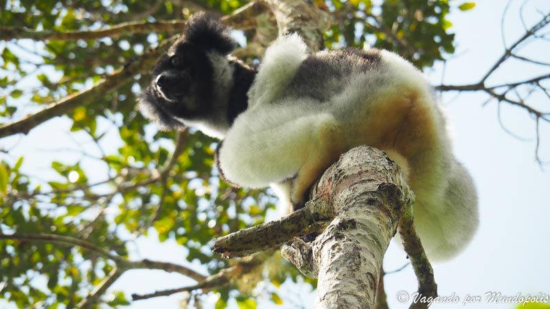 lemur-indri-reserva-analamazaotra-madagascar