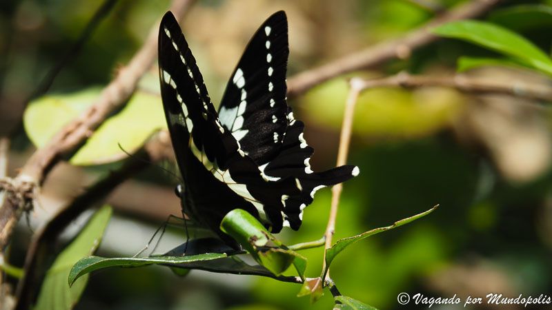 parque-andasibe-reserva-analamazaotra