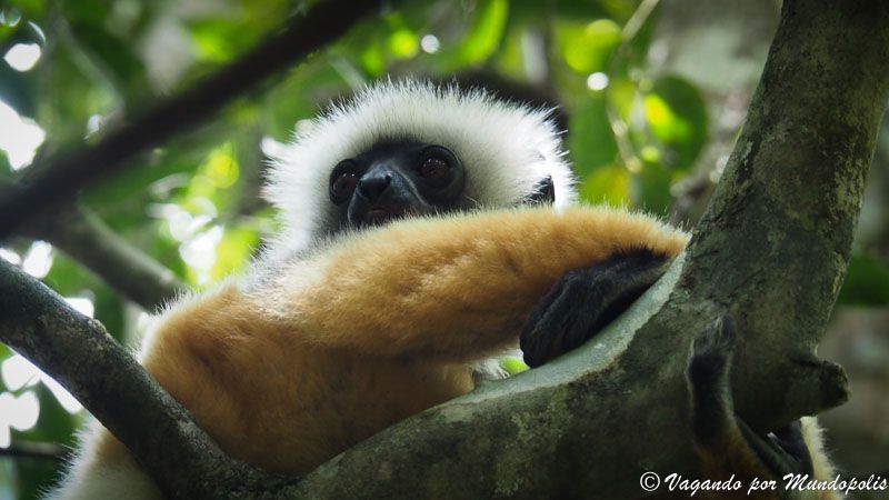 lemur-diadema-reserva-analamazaotra