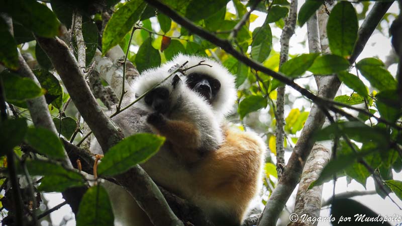 lemur-diadema-reserva-analamazaotra