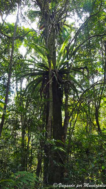 Andasibe-Reserva-Analamazaotra-madagascar