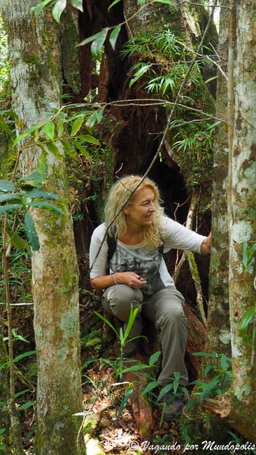 parque-andasibe-reserva-analamazaotra