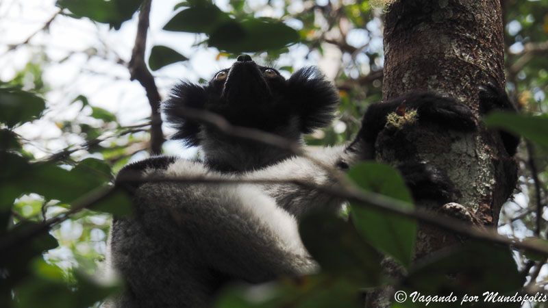 lemur-indri-andasibe-madagascar