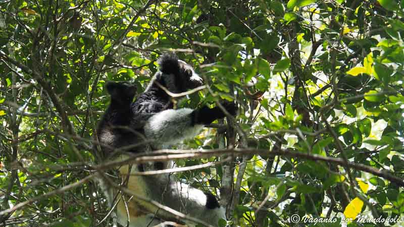 indri-parque-andasibe-madagascar