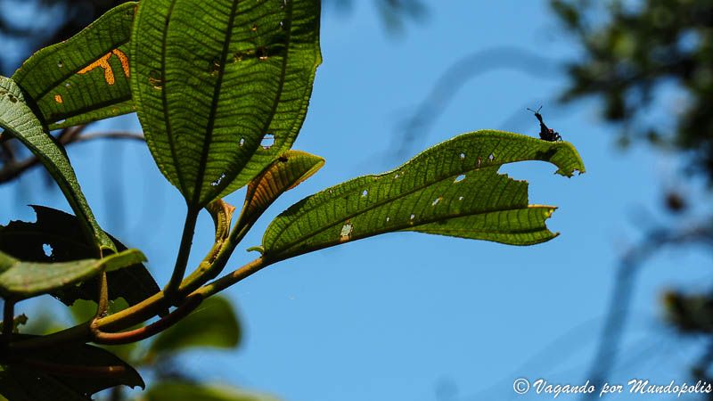 escarabajo-jirafa-reserva-analamazaotra