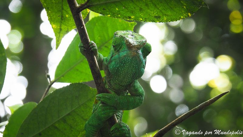 parque-andasibe-camaleon