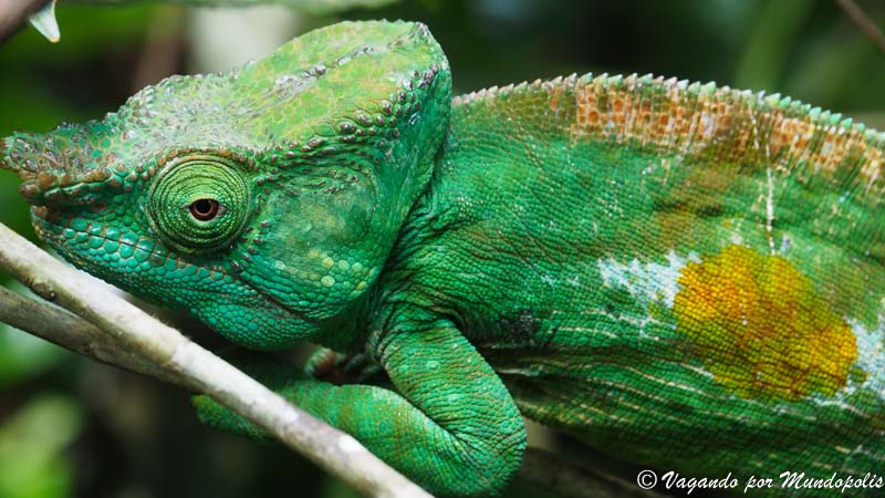 Andasibe-Reserva-Analamazaotra-camaleon