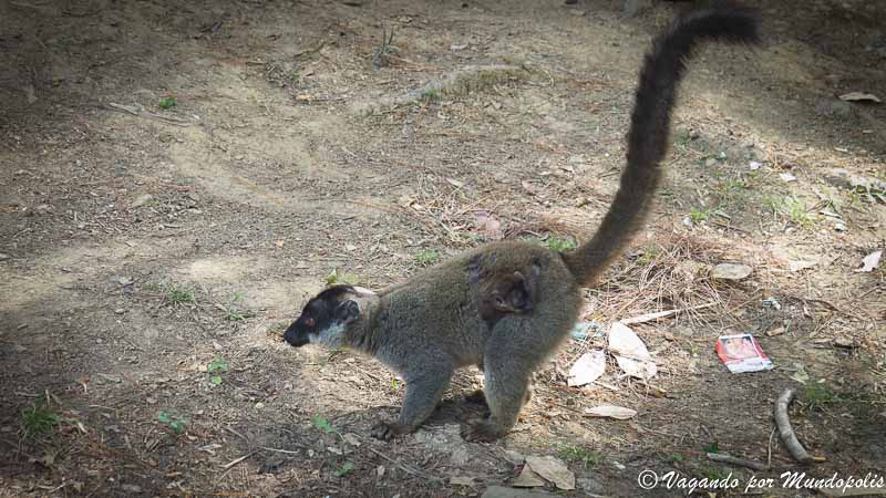 lemur-marron-parque-adasibe-madagascar