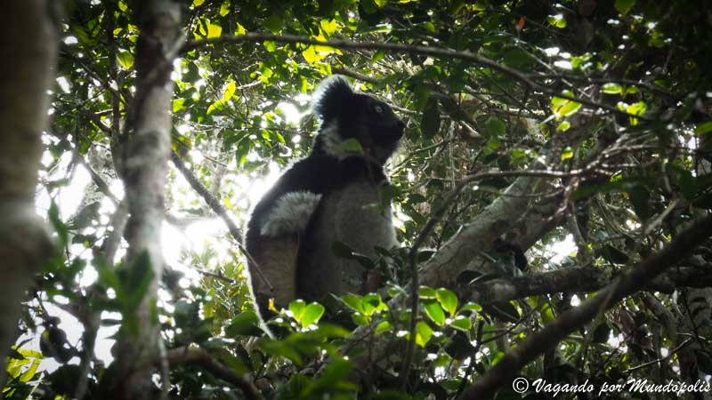 lemur-indri-reserva-analamazaotra-madagascar