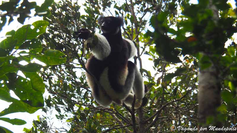lemur-indri-reserva-analamazaotra-madagascar