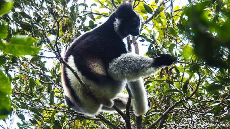 indri-parque-andasibe-madagascar