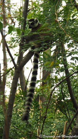 lemur-cola-anillada-anja-madagascar